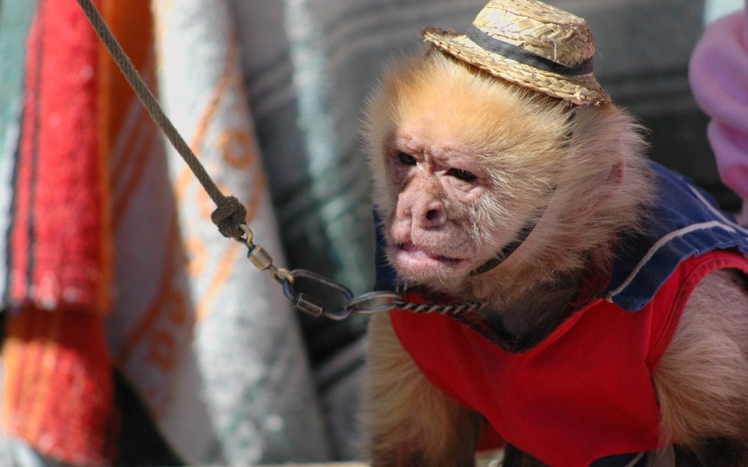 Chained up sad entertainment monkey
