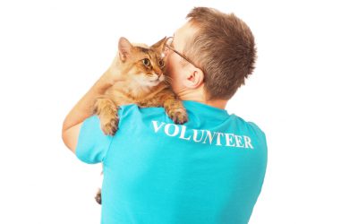 Drive Traffic to Your Animal Welfare Foundation with Blogs
