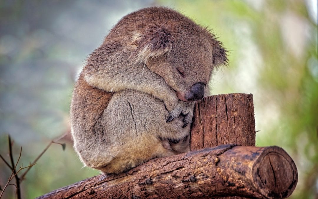 Koala that needs animal welfare public relations.