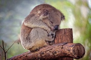Koala that needs animal welfare public relations.