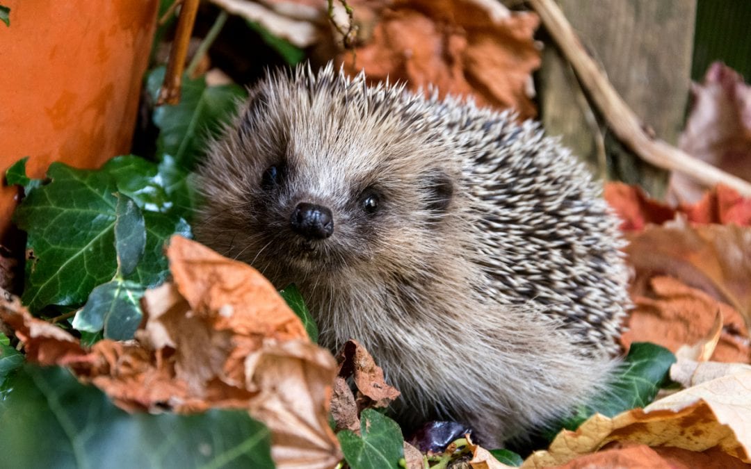 Hedgehog in autumn nature.