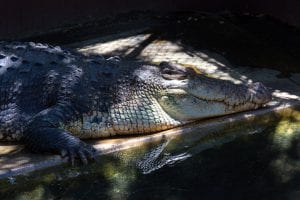 A crocodile animal welfare foundations are trying to save