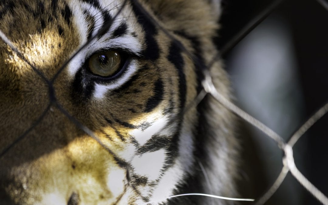 Tiger stares out from the wire cage with one eye.