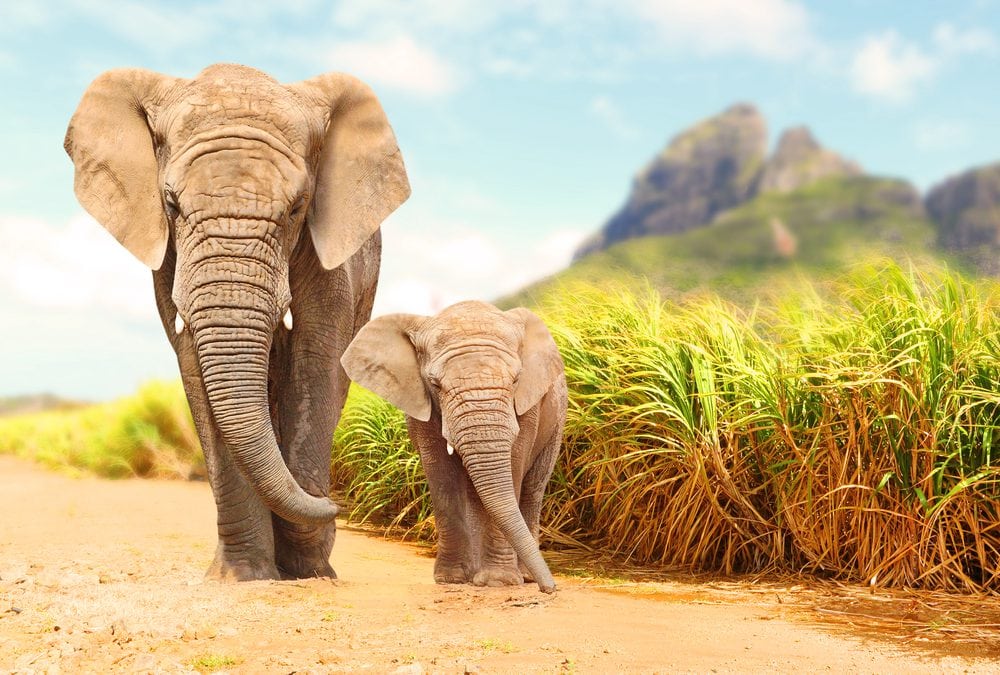 elephant-baby-elephant-walking-in-wild