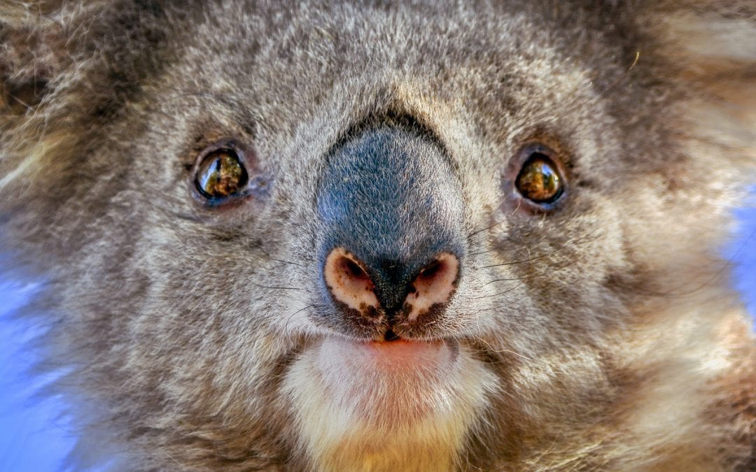 koala close-up face