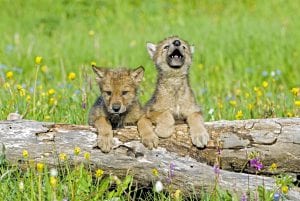 Gray wolf cubs