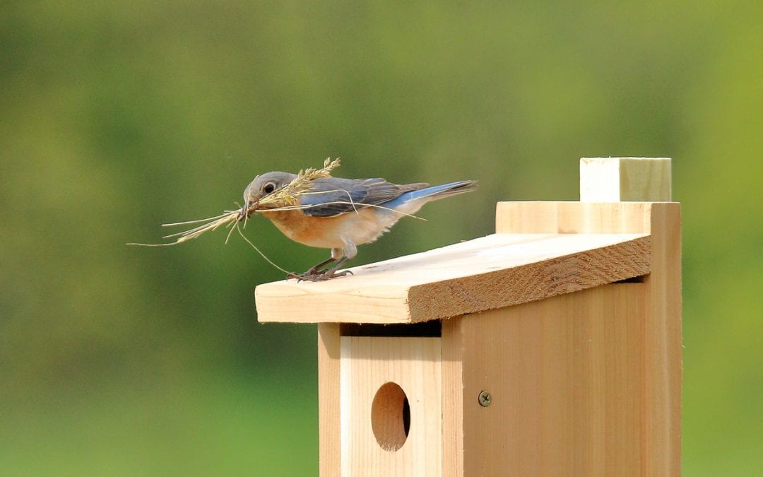 Bluebird building a nest build by an animal welfare foundation