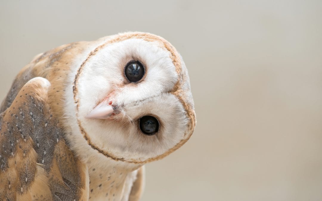 Owl with tilted head wonders why fun is more important than animal welfare