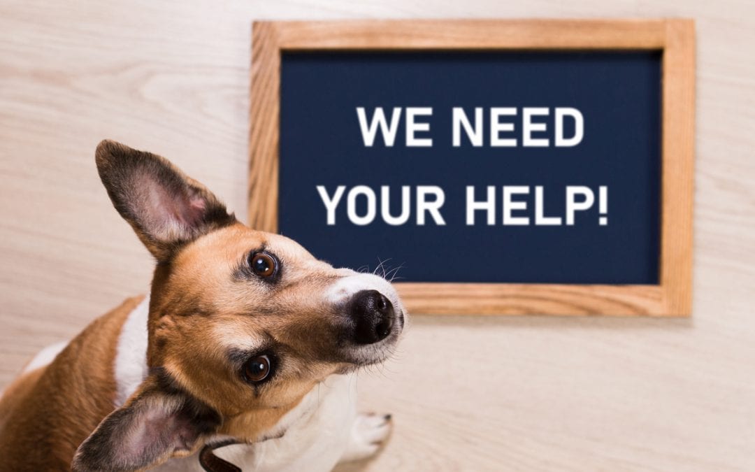 Dog helping an animal welfare foundation ask for help