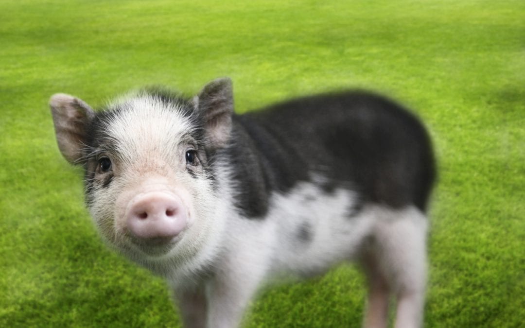 Cute piglet.