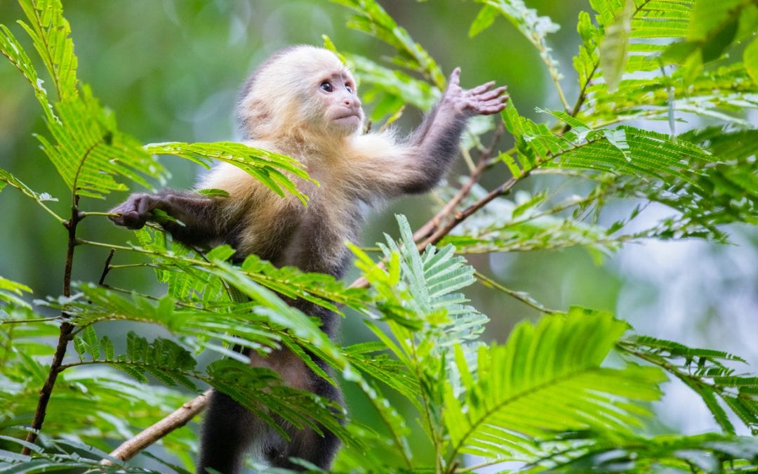 White-Faced Capuchin Monkey baby in treetops at Tortuguero National Park, Costa Rica