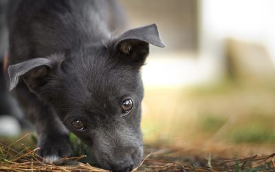 How animal welfare PR agencies can garner attention with a proactive media outreach