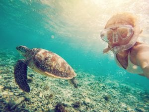 sea turtle, snorkling, orange orchard, public relations, social media, environmental public relations