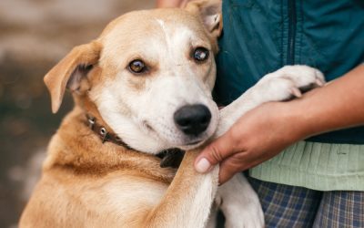 Animal Welfare Public Relations Is a Year-Round Process
