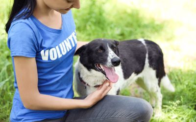 Spotlight your Volunteers with Animal Welfare PR