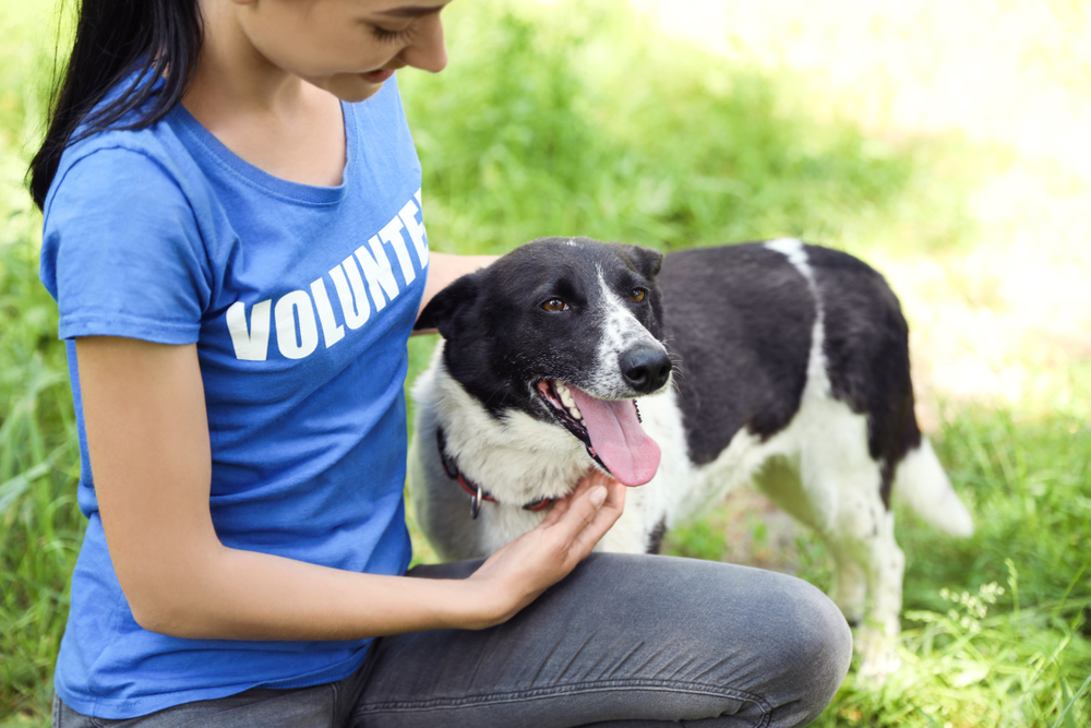 Spotlight your Volunteers with Animal Welfare PR